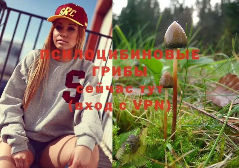 купить наркоту  Петровск  Псилоцибиновые грибы Psilocybe 